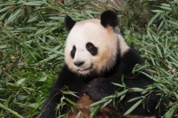 Cro durfte nicht aus dem Bühnengraben fotografiert werden. Wir haben verzichtet und bringen stattdessen ein Foto von einem echten Panda. /ml Foto: Bastian Sylvester